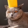 cathairnowhere