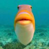 Fish man