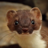 StoatCatcher