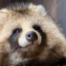 TanukiMajutsu