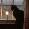 blackcat444