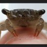 CrabsIsBugs