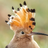 weirdbird