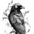 gay_crow