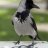 corvuscornix