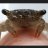 CrabsIsBugs